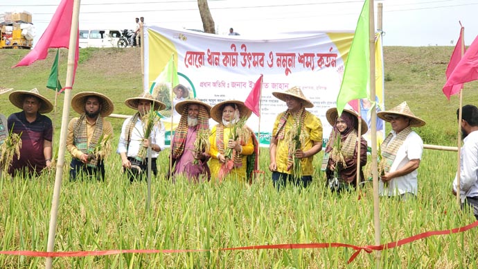 বানিয়াচংয়ে বোরোধান কাটা উৎসব শুরু