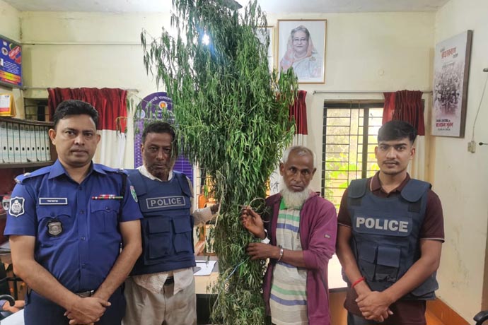 বানিয়াচংয়ে থানা পুলিশের অভিযানে চাষাবাদকৃত গাঁজার গাছ সহ গ্রেফতার ১